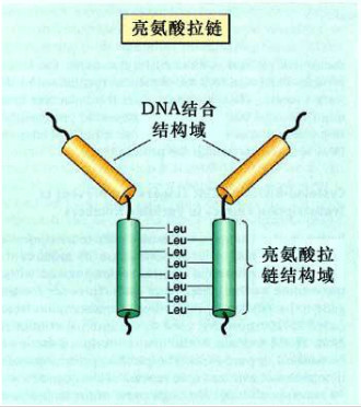 亮氨酸拉链模式