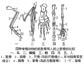 前肢骨