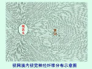 视神经