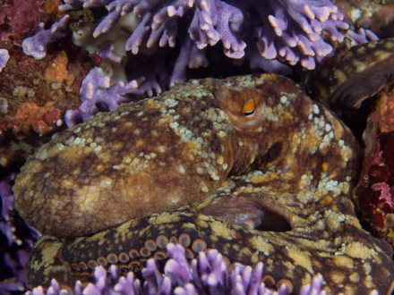 154加利福尼亚大眼蛸