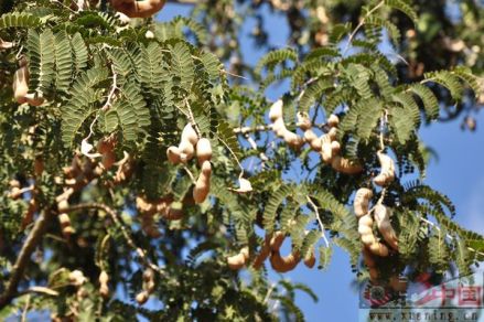皂荚树（豆科皂荚属落叶乔木）