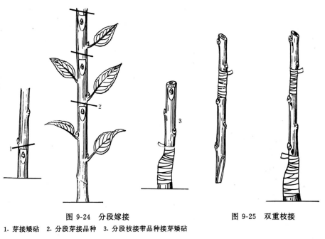 分段嫁接、双重枝接