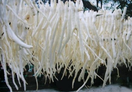 川明参