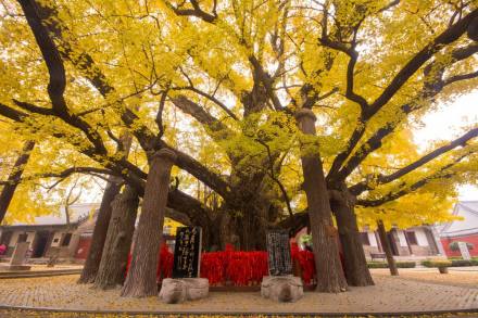 莒县浮来山景区四千年银杏树