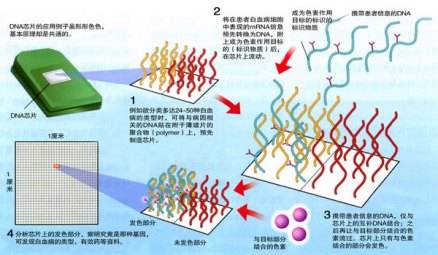 亲子鉴定是一项基因技术