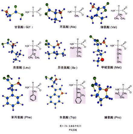 生物体中的氨基酸