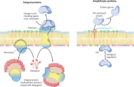 膜蛋白（左：外周膜蛋白与内在膜蛋白；右：脂锚定蛋白） 