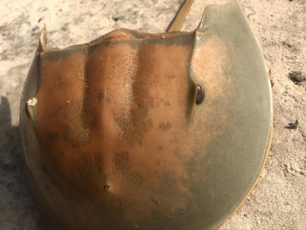 美洲鲎（Limulus polyphemus）