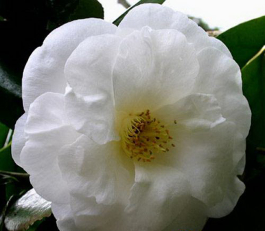 白尼姑（White Nun）