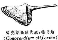 喙壳纲