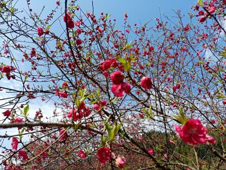 图来自美篇用户 didi荻草儿