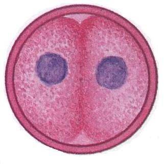 假丝酵母菌 假丝酵母菌