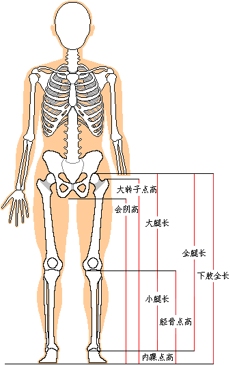 狭义的腿长、真正的腿长——全腿长 