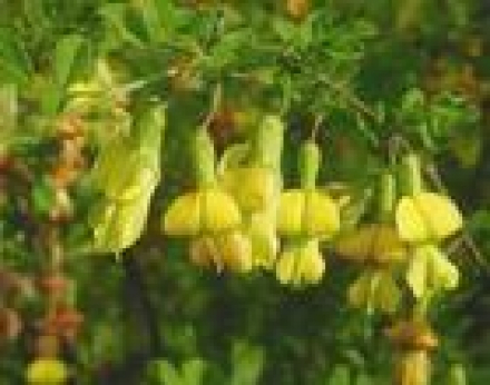 金雀花