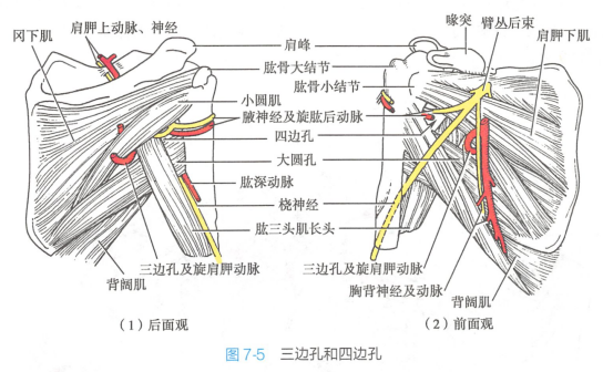 三边孔和四边孔