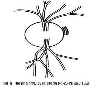 视神经