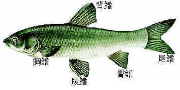 真鱼胸鳍