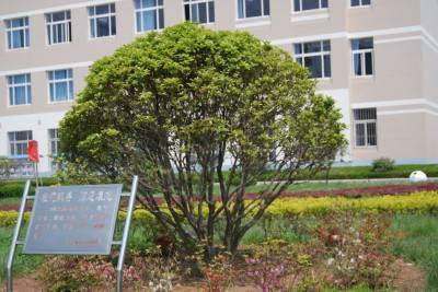 青岛高新职业学校 青岛高新职业学校