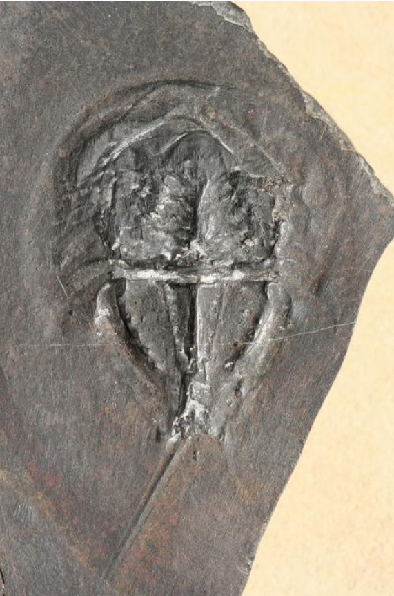 罗平中三叠世安尼期时期的鲎化石