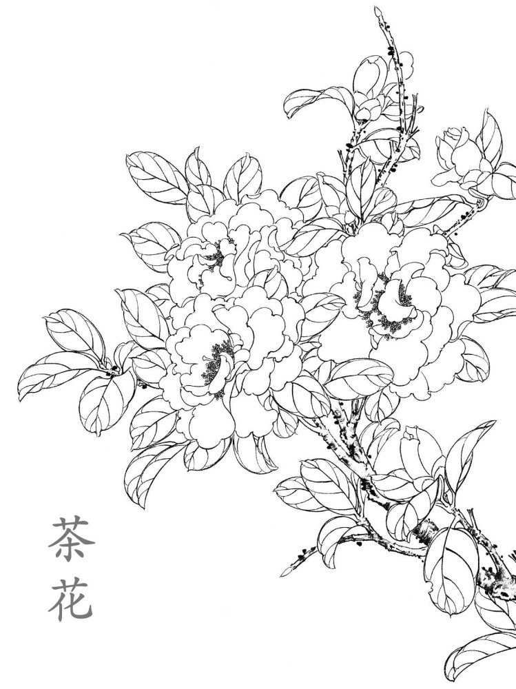 茶花