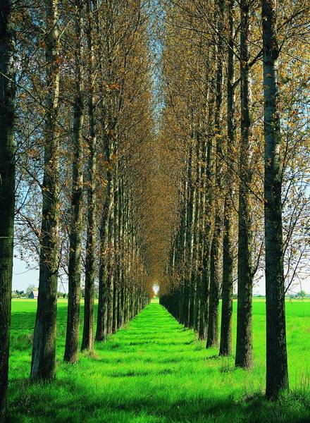 森林气候 森林气候