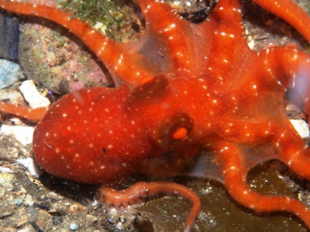 106南部白点柔蛸