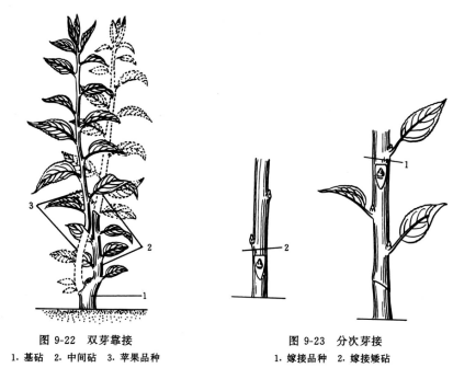 双芽靠接、分次芽接