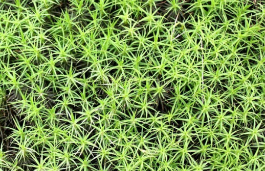 近距离的千年苔藓