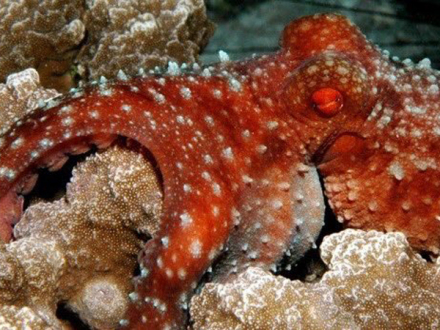 104阿尔甫斯柔蛸