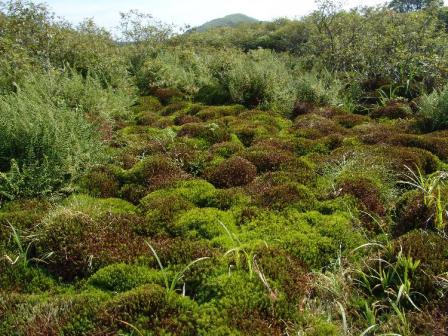 十万古田的泥炭藓