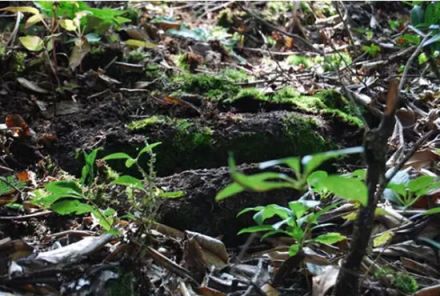 十万古田古驿道遗址