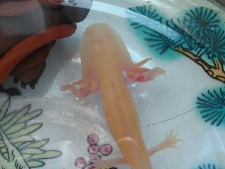 墨西哥钝口螈