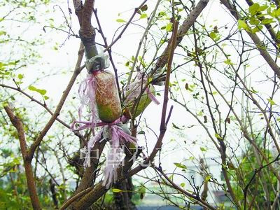 高空压条巧育苗