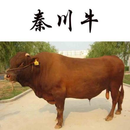 秦川牛