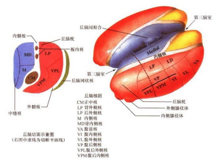 丘脑示意图