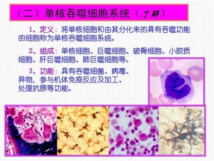 单核吞噬细胞系统