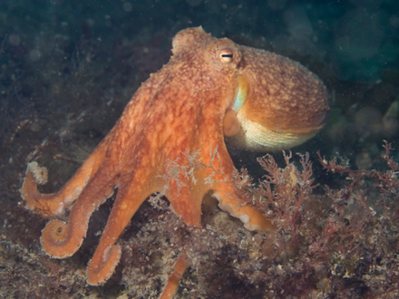 41尖盘爱尔斗蛸