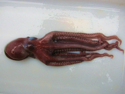 24俄勒冈深海蛸