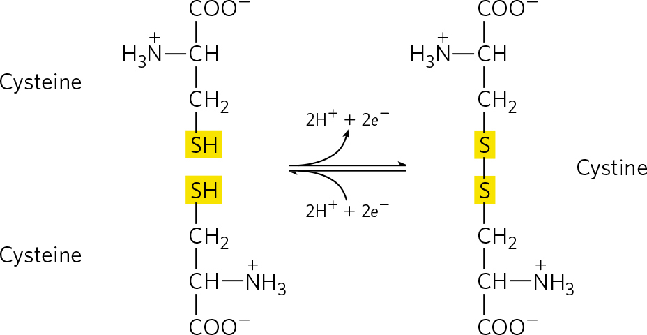 两个半胱氨酸分子的氧化可逆反应，形成二硫键。 