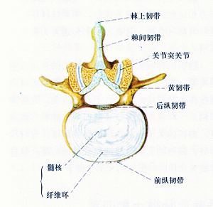 图椎