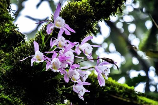 古树上的毛唇独蒜兰