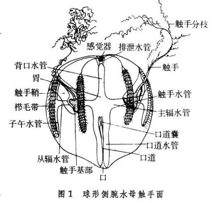 球栉水母