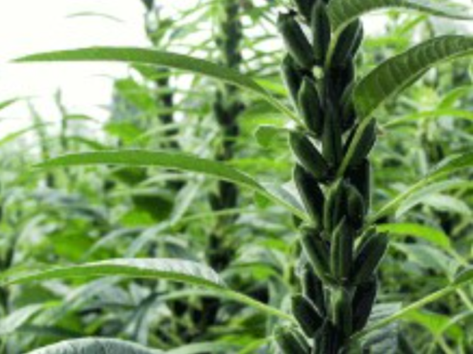 黑芝麻的果实