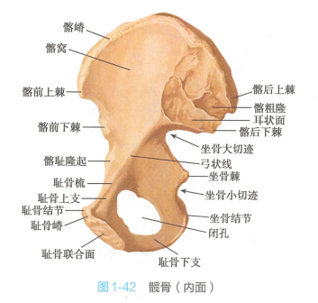 髋骨(内面)