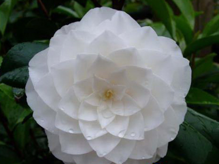 溪谷仙境（Vale Beauty）
