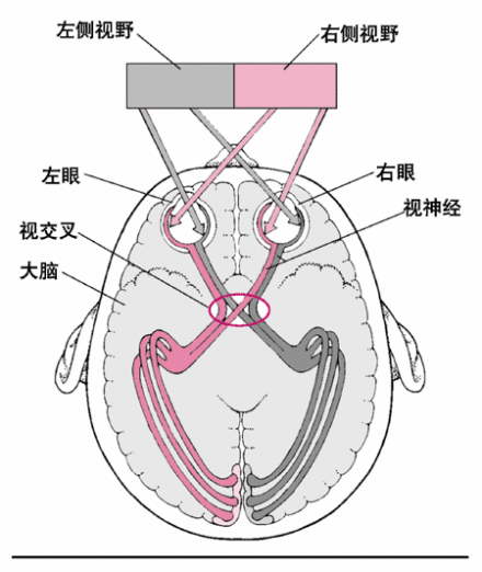 视神经