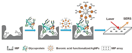 硼酸亲和夹心法