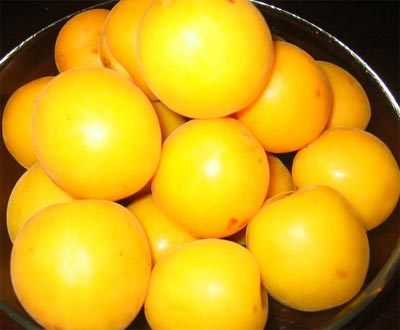 敦煌李广杏