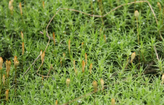 近距离的千年苔藓