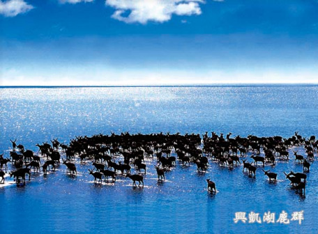 兴凯湖鸟类